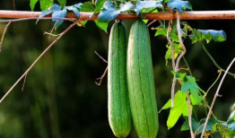 秋季吃3瓜,吃出健康，三瓜助力调养身心