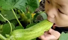 吃还没长大的瓜,揭秘那些“吃还没长大的瓜”的秘密