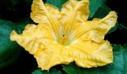 吃瓜花的种子,一场奇妙的植物之旅