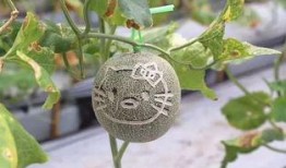 吃瓜花的种子,一场奇妙的植物之旅