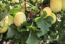 界首吃瓜小学生,揭秘校园里的“小侦探”