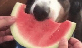 把吃瓜变成吃狗头,网络热词的演变与趣味