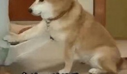 把吃瓜变成吃狗头,网络热词的演变与趣味