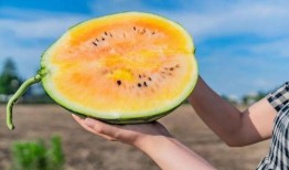 西中吃瓜,揭秘娱乐圈的甜蜜与苦涩