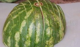 狸猫吃蜜柑瓜