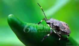 带你吃瓜搞笑昆虫视频,带你领略搞笑昆虫的奇妙世界