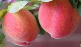 吃瓜和桃寓意,品味生活，寓意吉祥