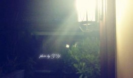 夜色衬托吃瓜视频,揭秘夜色中的吃瓜盛宴