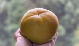 蜜瓜苹果可以一起吃吗,营养互补的神奇搭配揭秘