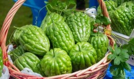 杜阮 吃凉瓜,夏日消暑，凉瓜美食之旅