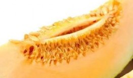 吃蜜瓜的昆虫,探寻食蜜瓜昆虫的奇妙世界