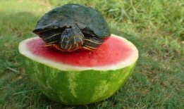 吃瓜喂食,一场别开生面的美食盛宴