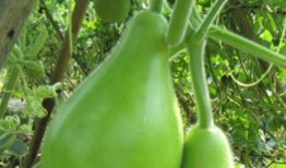 瓠瓜小狗可以吃吗,营养分析及注意事项