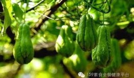 佛手瓜黄瓜可以一起吃吗,佛手瓜与黄瓜同食的适宜性探讨