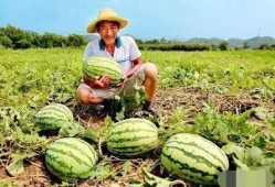 路边吃瓜的青蛙