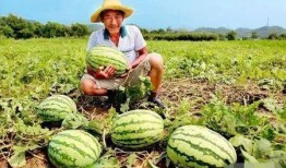 路边吃瓜的青蛙