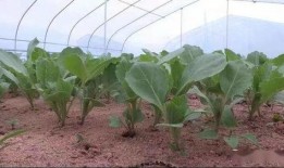 康乐县吃瓜,尽享夏日田园美味