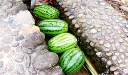 周淮吃瓜,揭秘娱乐圈幕后真相