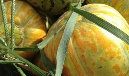 瓜最甜给老婆吃,瓜最甜，爱意浓，为老婆精心挑选的甜蜜礼物