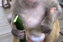 写猴子吃瓜的结尾,趣味盎然的生态奇遇记