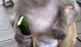 写猴子吃瓜的结尾,趣味盎然的生态奇遇记