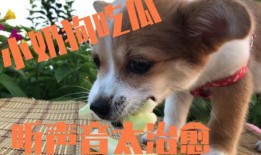 吃瓜表情狗,揭秘网络热梗背后的趣味与智慧