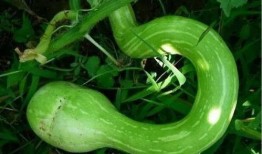 印度吃蛇瓜视频,挑战味蕾的蛇瓜盛宴