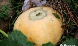 小丹吃瓜,揭秘娱乐圈那些不为人知的幕后故事