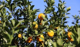 吃瓜看蜜橘,吃瓜乐趣无限