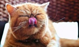 猫九酱吃瓜,揭秘娱乐圈那些不为人知的幕后故事