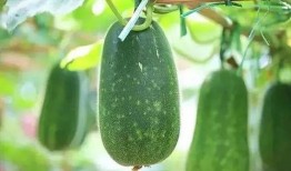 瓜了个瓜吃瓜瓜