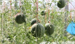 山西汾阳吃瓜事件视频,一场引发热议的街头冲突