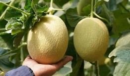 今日吃瓜精选合集