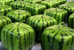 中国人吃瓜纪录,瓜界风云录