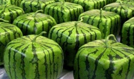 中国网友吃瓜网,揭秘娱乐圈幕后故事，带你领略网络舆论风云