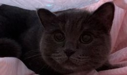 小猫吃瓜直播间,萌宠趣味，欢乐无限