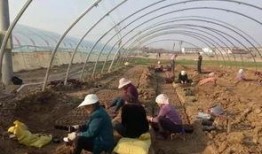 界首吃瓜啥意思,揭秘网络热词背后的文化现象