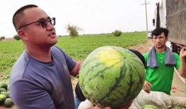 沧海月明吃瓜沉降,探寻吃瓜沉降的奥秘