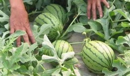 汾阳吃瓜事件汇总,揭秘网络舆论的风云变幻与真相追踪