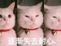 吃瓜表情包猫咪,猫咪版表情包大揭秘