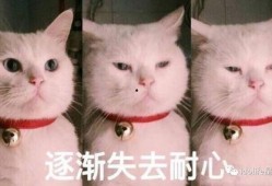 吃瓜表情包猫咪,猫咪版表情包大揭秘
