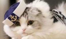 猫九酱吃瓜,揭秘娱乐圈那些不为人知的幕后故事