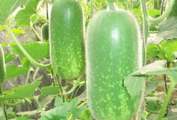 今日吃瓜每日大瓜 品茗,今日大瓜背后的茶香韵味