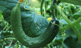 吃瓜模糊照片高清,吃瓜群众见证视觉奇迹