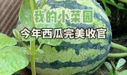 吃还没长大的瓜,揭秘那些“吃还没长大的瓜”的秘密