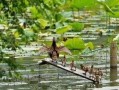 吃瓜撮合鸳鸯,鸳鸯戏水情意浓