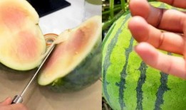 女人吃土瓜,女性食客的独特风味探索