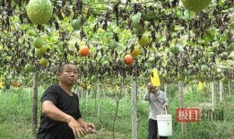 来凤9.18吃瓜事件,一场网络舆论的风暴与反思