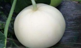 吃梨瓜放屁,梨瓜美食背后的“排气”秘密