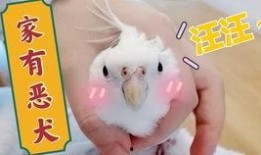 鸟吃哈密瓜视频,一场甜蜜的视觉盛宴